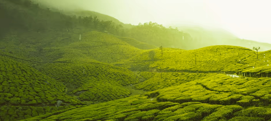 green tea field